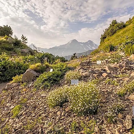 Schynige Platte *