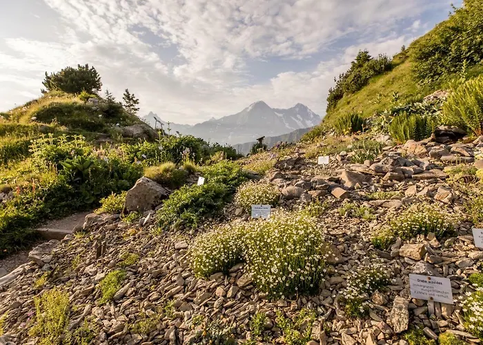 Schynige Platte Hotel Gsteigwiler